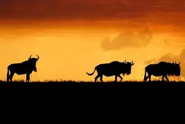 马竞最新消息 马竞最新消息